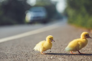 Close up small duckling on the asphalt road in Thailand